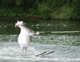 #2 dla Great or alter photos showing goats doing funny or human activities przez xangerken