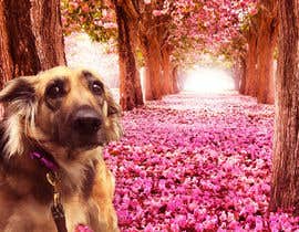 #76 para Enhance Dog Photos, Creatively, Uniquely, Awesomely! de IsmailDesigner50