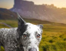 #124 สำหรับ Enhance Dog Photos; Beautifully, Creatively! โดย machasibjs