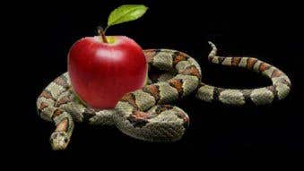 Entry #3 by naqiudinmuhd for Simple image with snake and apple | Freelancer