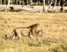 #5 for Lion contest (4) by ashar1008