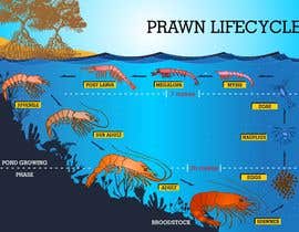 #8 for Illustrate - Prawn Life Cycle by ericgran