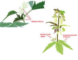 #6 สำหรับ Graphic Design: Draw a Marijuana crop that gets pollinated and goes to seed โดย manjiribhave
