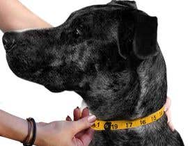 #12 for Take a professional photo measuring dog&#039;s neck af hossaingpix