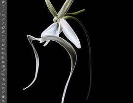 #27 para Illustrator work for orchid decal por garik09kots