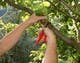 Entri Kontes # thumbnail 19 untuk                                                     Do some Research on a list of Gardening and Tree Pruning topics for Australian conditions
                                                