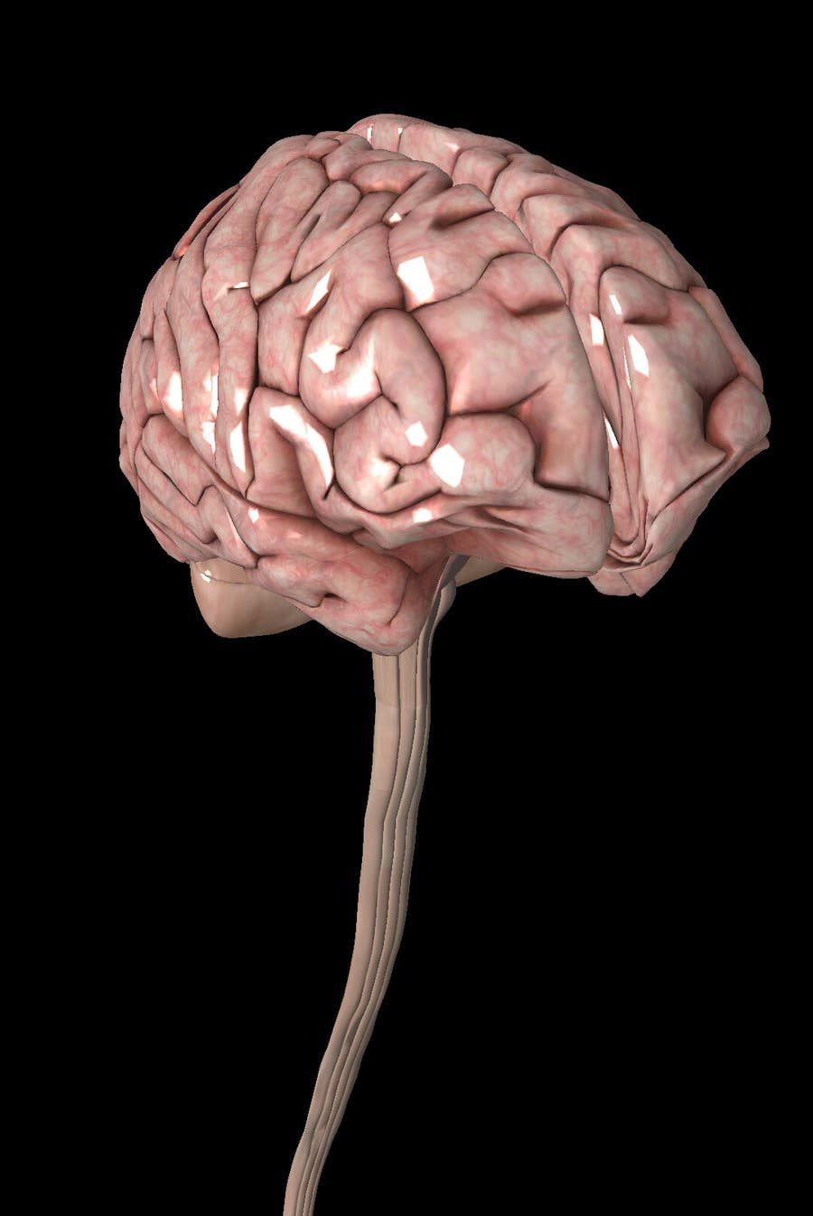 Inscrição nº 5 do Concurso para                                                 3D shape of brain animation
                                            