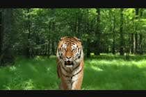 3D Modelling Konkurrenceindlæg #3 for Tiger compositing into jungle