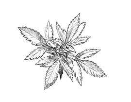 #48 for Draw or illustrate a hemp plant for me by berragzakariae