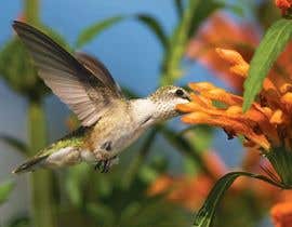 #15 for Blooming Flower Flying Hummingbird by siddhantrajsinha