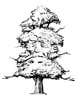 Miniatura da Inscrição nº 33 do Concurso para                                                     Pen and ink tree character
                                                