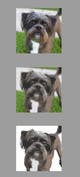 
                                                                                                                                    Miniatura da Inscrição nº                                                 12
                                             do Concurso para                                                 Affenpinscher dog converted to Pop Art
                                            