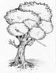 Miniatura da Inscrição nº 38 do Concurso para                                                     Draw an Ash Tree with character
                                                