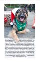 Contest Entry #15 thumbnail for                                                     Design a 5x7 Christmas Card for Southeast German Shepherd Rescue
                                                