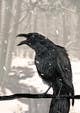 Miniatura da Inscrição nº 56 do Concurso para                                                     Illustration of Raven in Snow
                                                