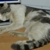 CatBasilのプロフィール写真