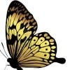 butterfly70's Profilbillede