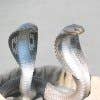 Foto de perfil de cobras