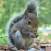 squirrel1's Profile Picture