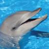 Dolphin007's Profile Picture