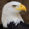 Gambar Profil Eagleiii