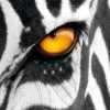 Світлина профілю ZebraNinja