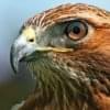  Profilbild von falcon3000